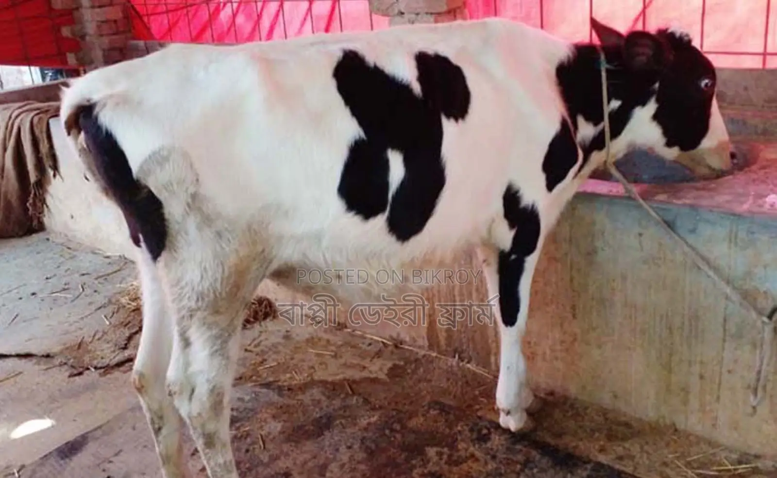 ১৬৮২নং উন্নত জাতের বকনা বাছুর
