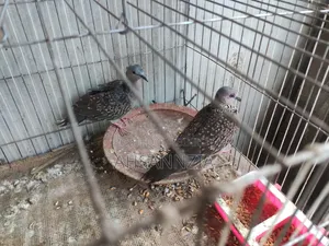 Deshi Tila Dove for Sale.