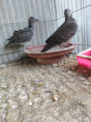 Deshi Tila Dove for Sale.