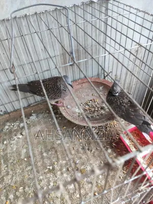 Deshi Tila Dove for Sale.