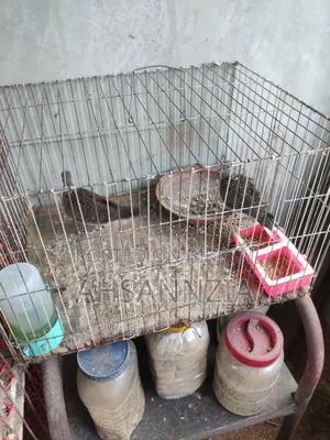 Deshi Tila Dove for Sale.