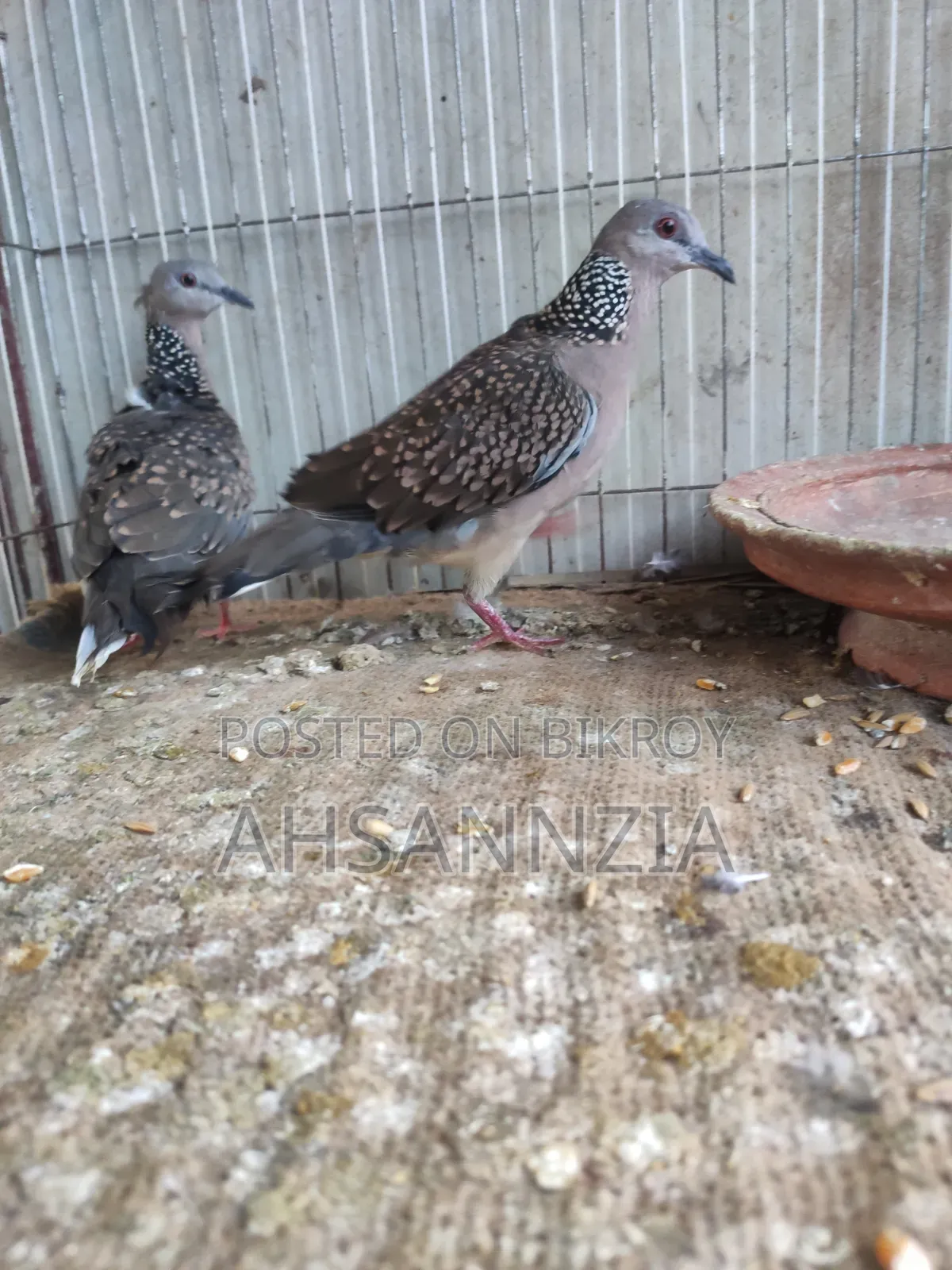 Deshi Tila Dove for Sale.