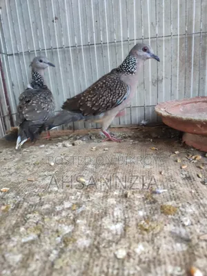 Deshi Tila Dove for Sale.