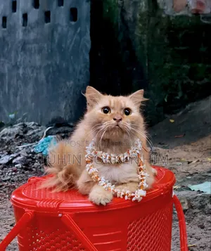 1+ year Male Purebred Persian