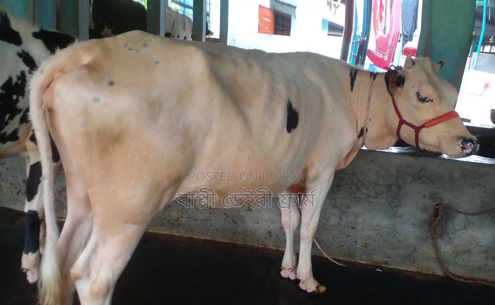 ১৬৮৩ নং ভালো জাতের বকনা গরু ।