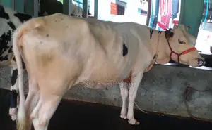 ১৬৮৩ নং ভালো জাতের বকনা গরু ।