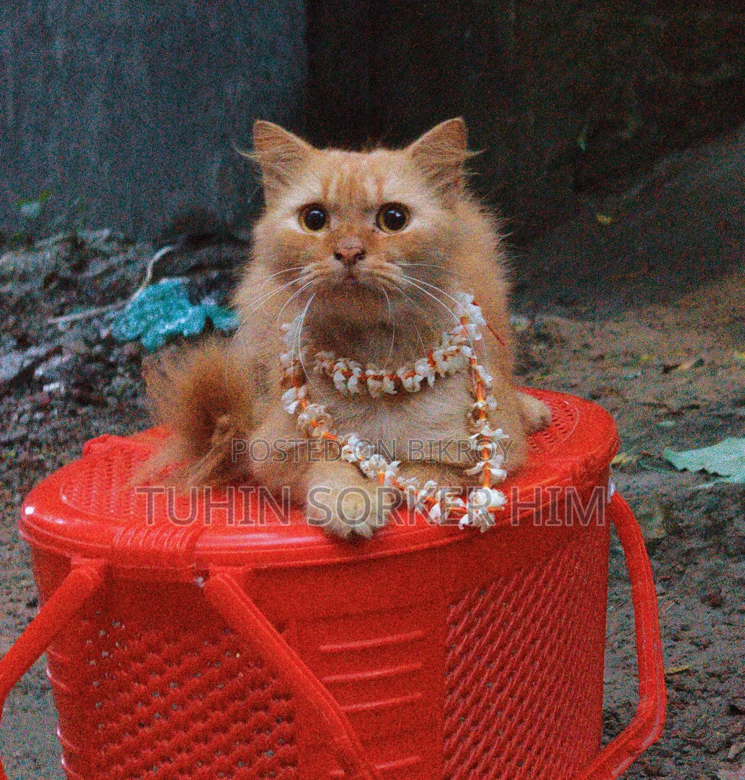 1+ year Male Purebred Persian