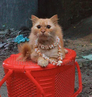 1+ year Male Purebred Persian