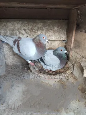 Running Racer Pigeon