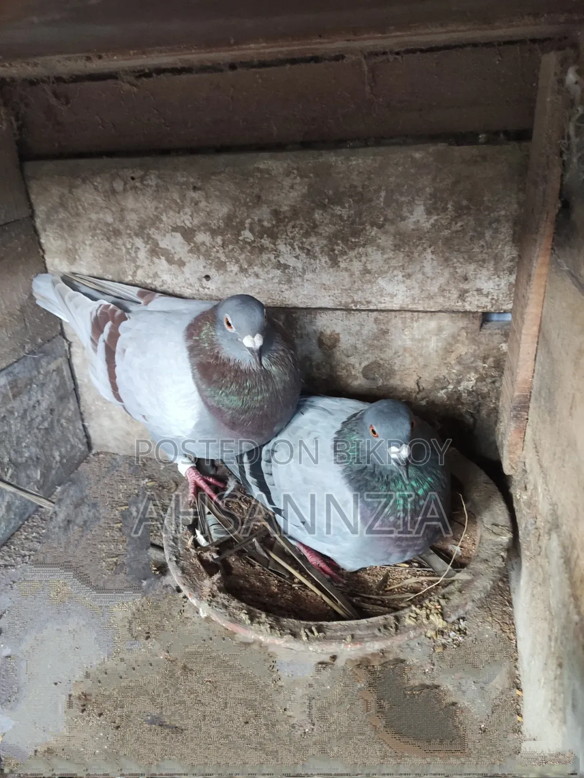 Running Racer Pigeon