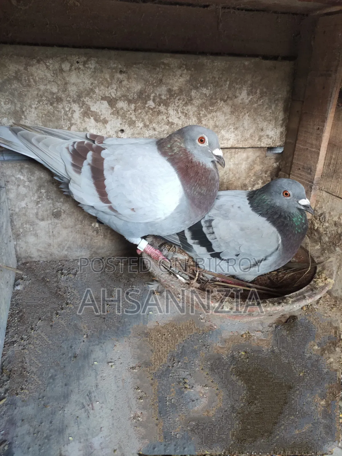 Running Racer Pigeon