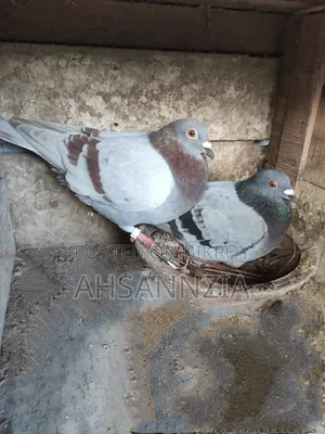 Running Racer Pigeon