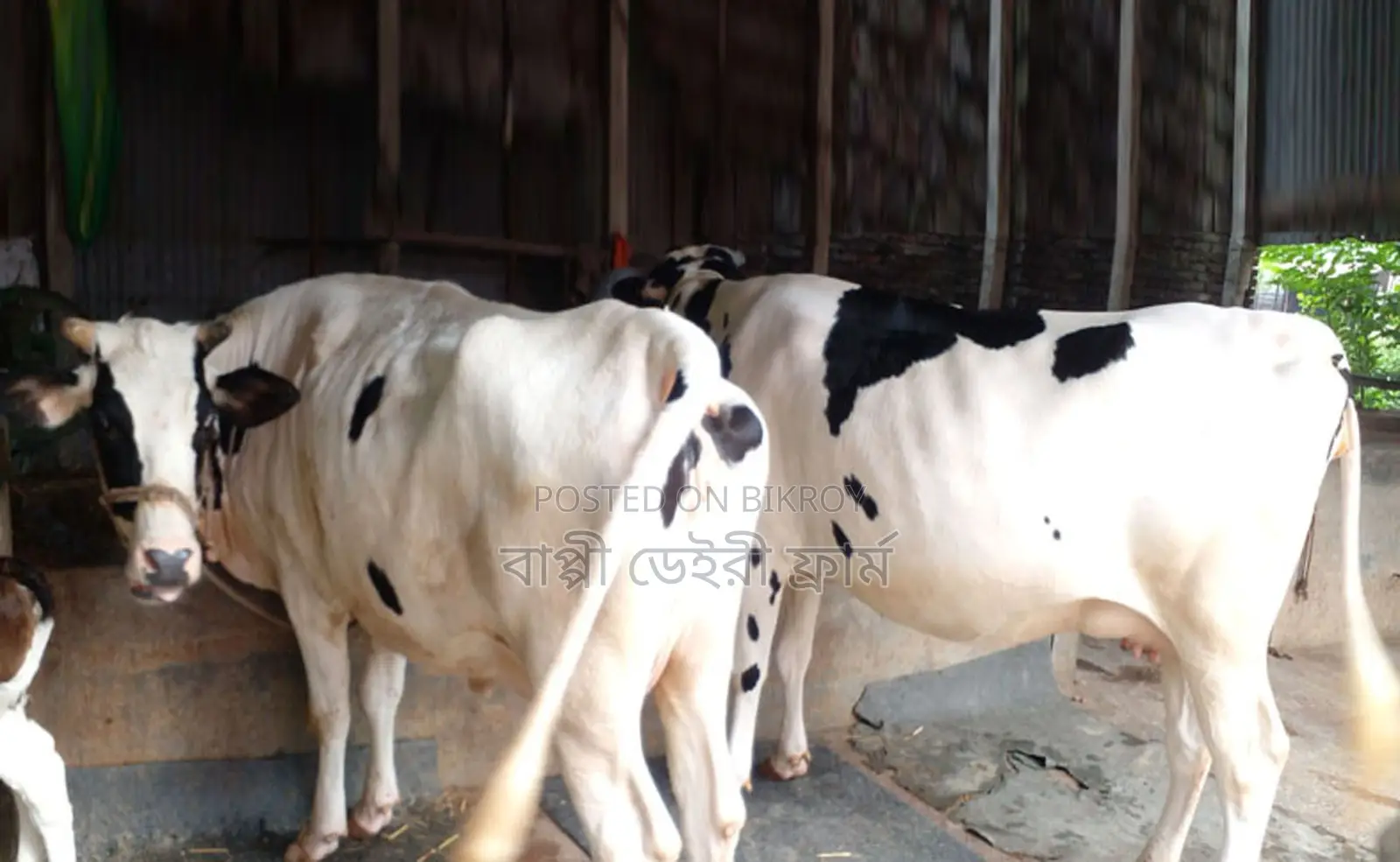 No. 1684 Buy 2 High-Yield Dairy Cows.