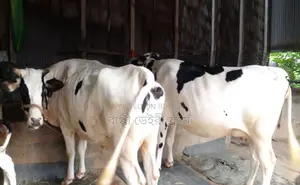 No. 1684 Buy 2 High-Yield Dairy Cows.