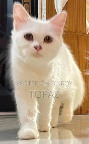 3-6 months Female Purebred Persian