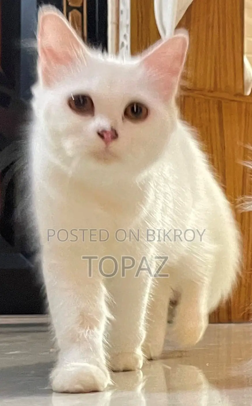 3-6 months Female Purebred Persian