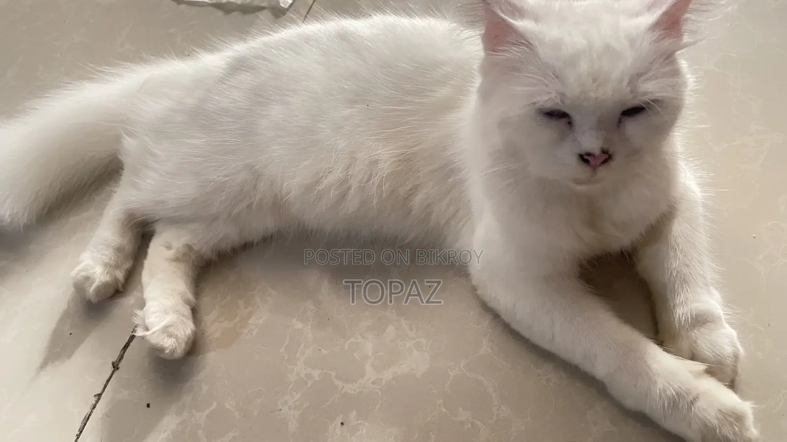 3-6 months Female Purebred Persian