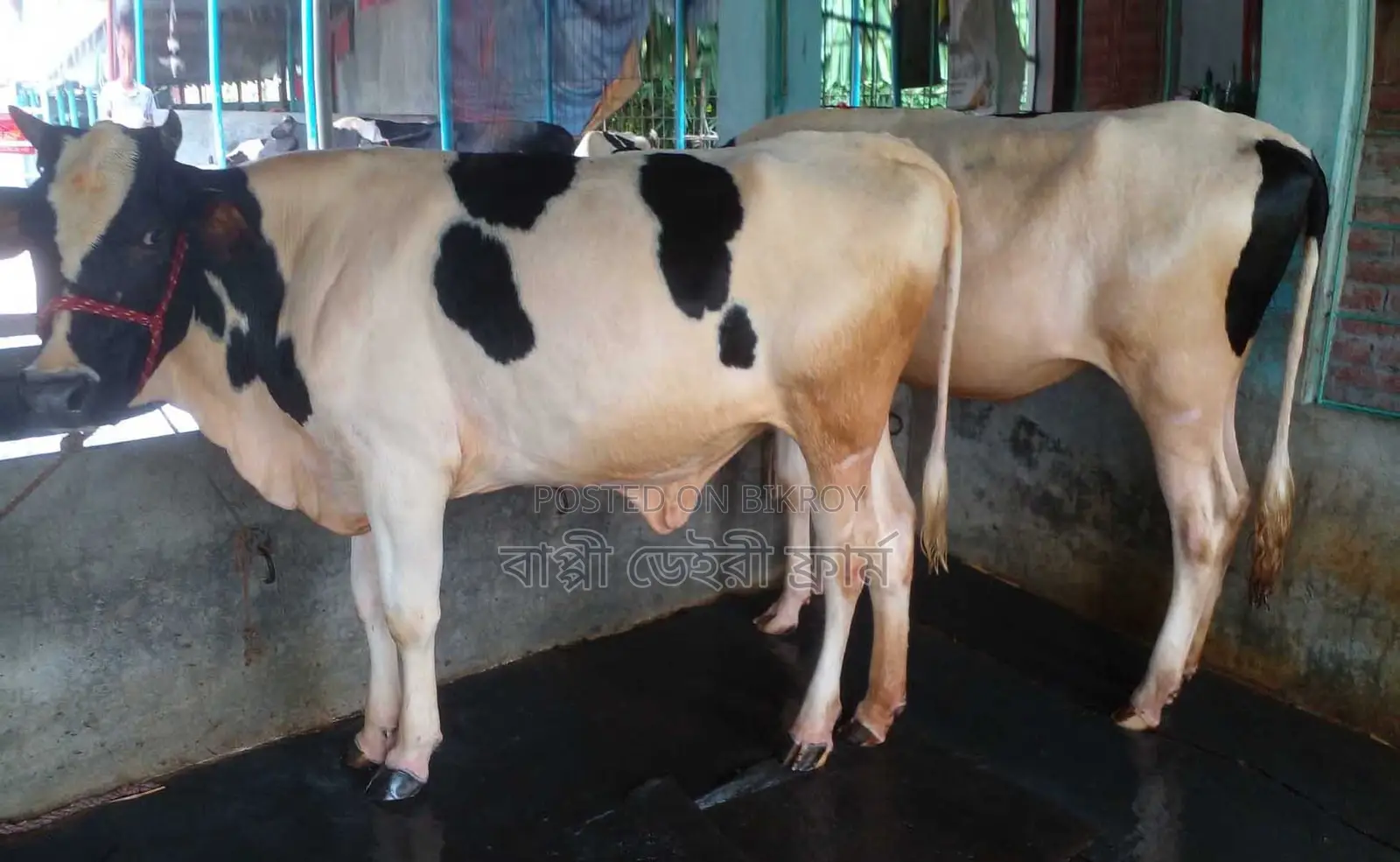 ১৬৮৫ নং উন্নত জাতের ২টি বকনা বিক্রয় হবে ।