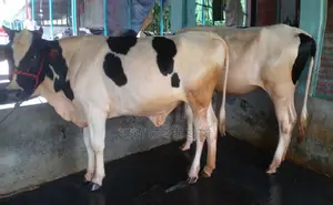 ১৬৮৫ নং উন্নত জাতের ২টি বকনা বিক্রয় হবে ।