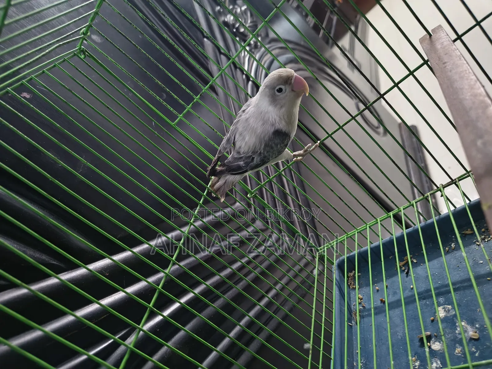 LoveBird - Mauve Ewing Opaline