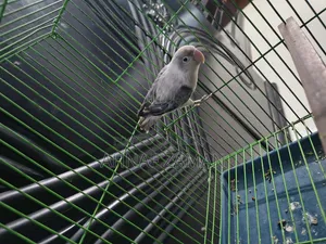 LoveBird - Mauve Ewing Opaline