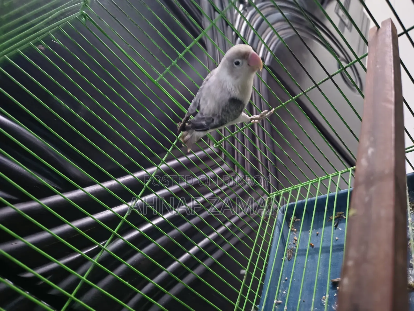 LoveBird - Mauve Ewing Opaline