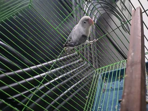 LoveBird - Mauve Ewing Opaline