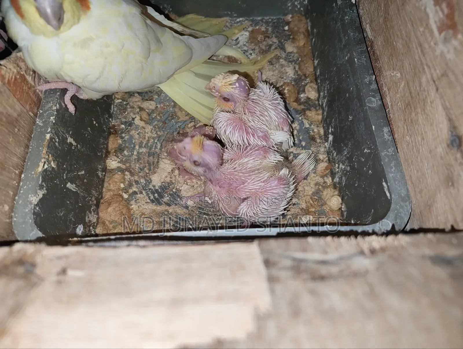 Cockatiel Babies