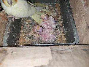Cockatiel Babies