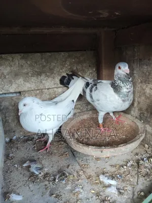 Running Racer Pigeons.