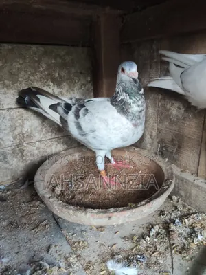 Running Racer Pigeons.