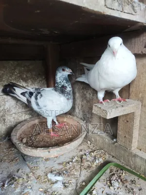 Running Racer Pigeons.