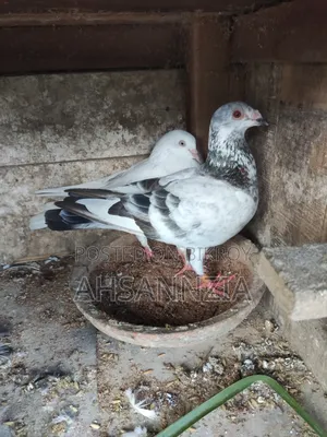 Running Racer Pigeons.
