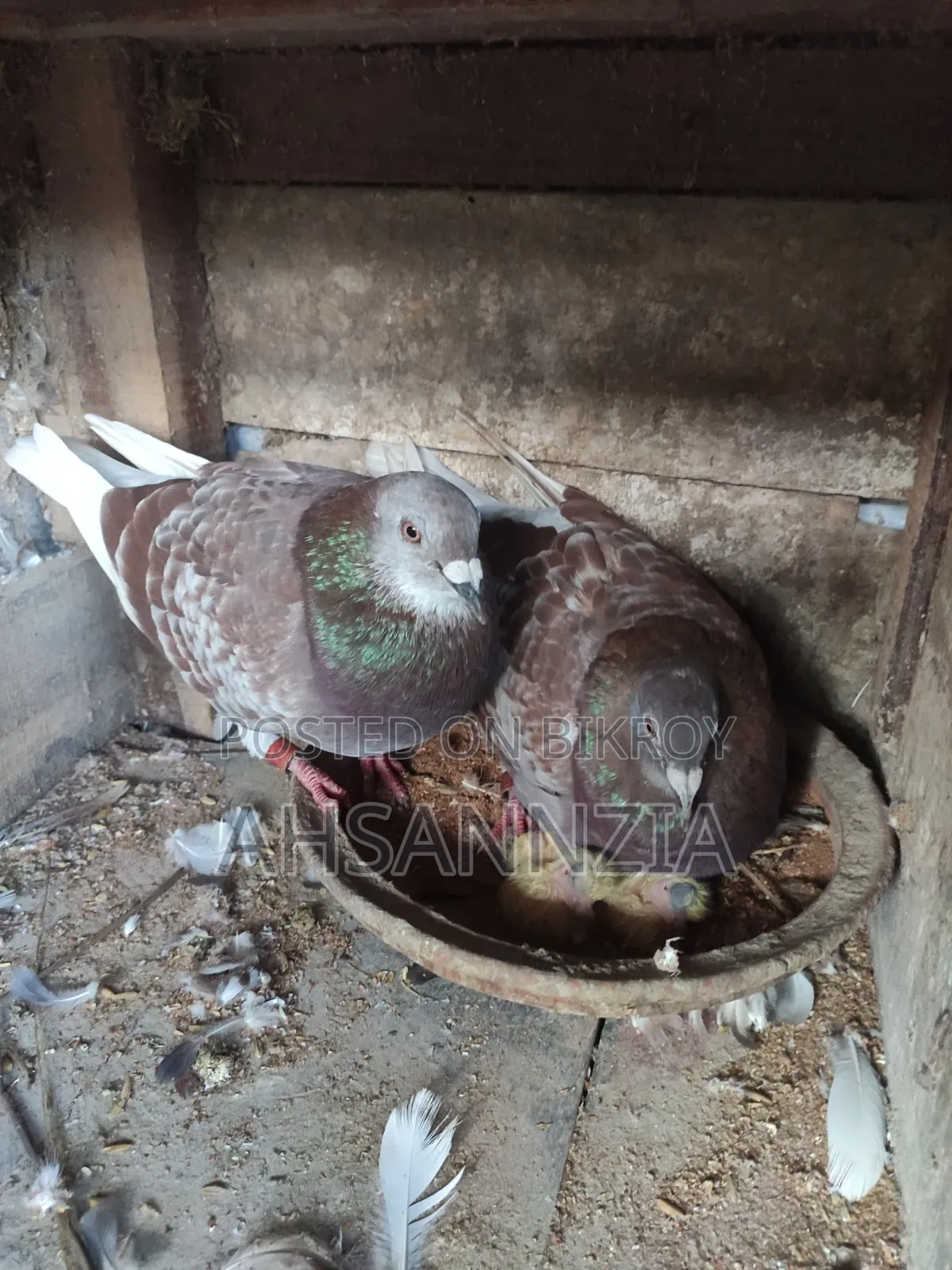 Running Racer Pigeon for Sale.