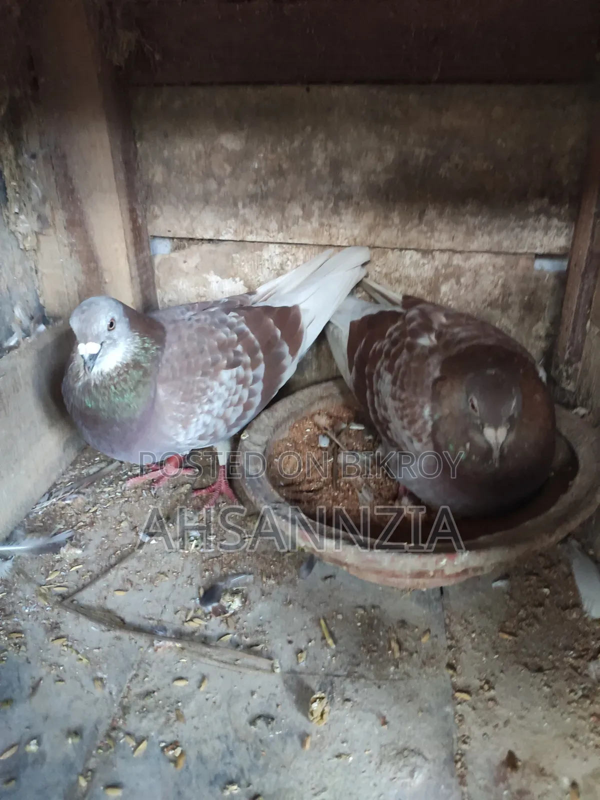 Running Racer Pigeon for Sale.