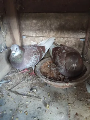 Running Racer Pigeon for Sale.