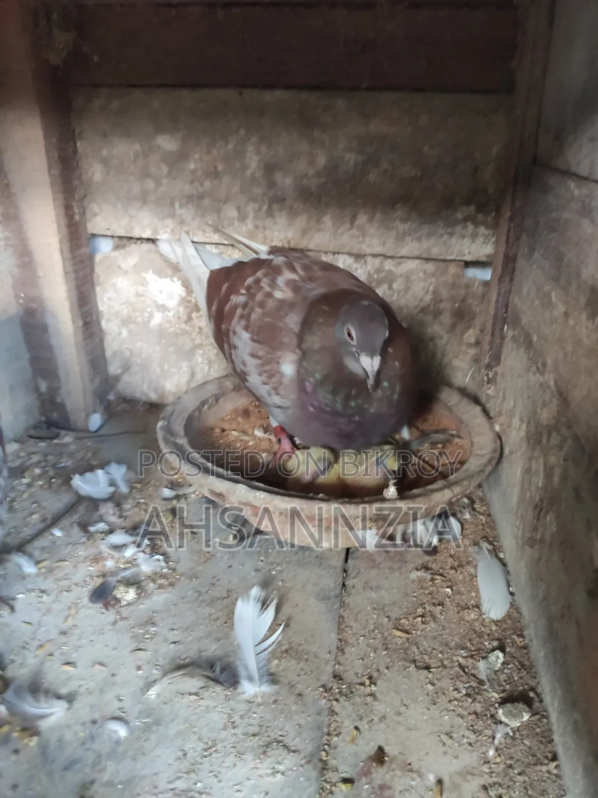 Running Racer Pigeon for Sale.