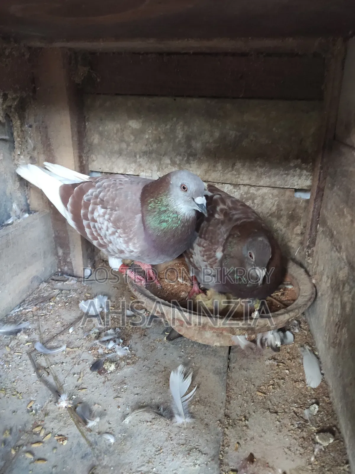 Running Racer Pigeon for Sale.
