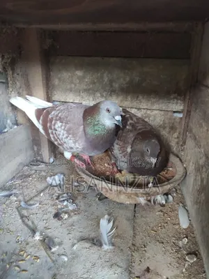 Running Racer Pigeon for Sale.