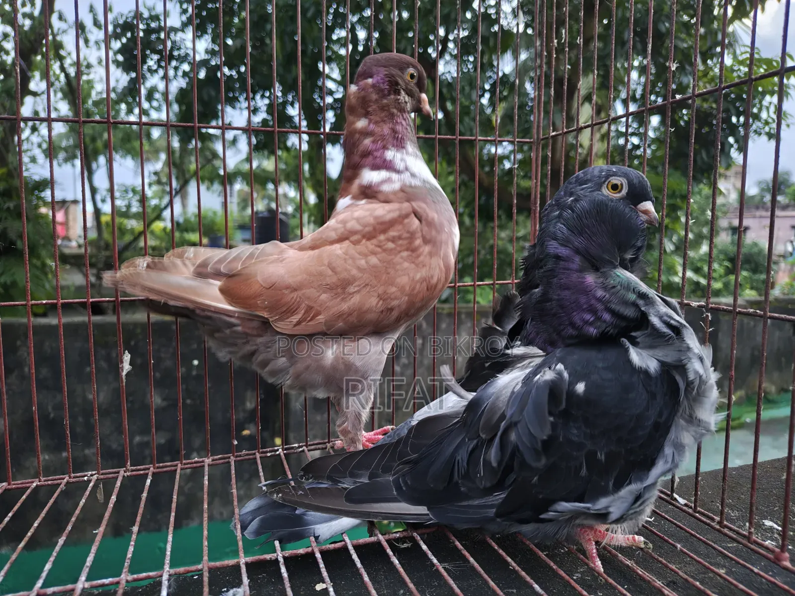 স্প্যানিশ চোরেরা ইতালিয়ান মোডেনা