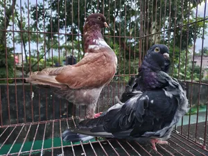 স্প্যানিশ চোরেরা ইতালিয়ান মোডেনা