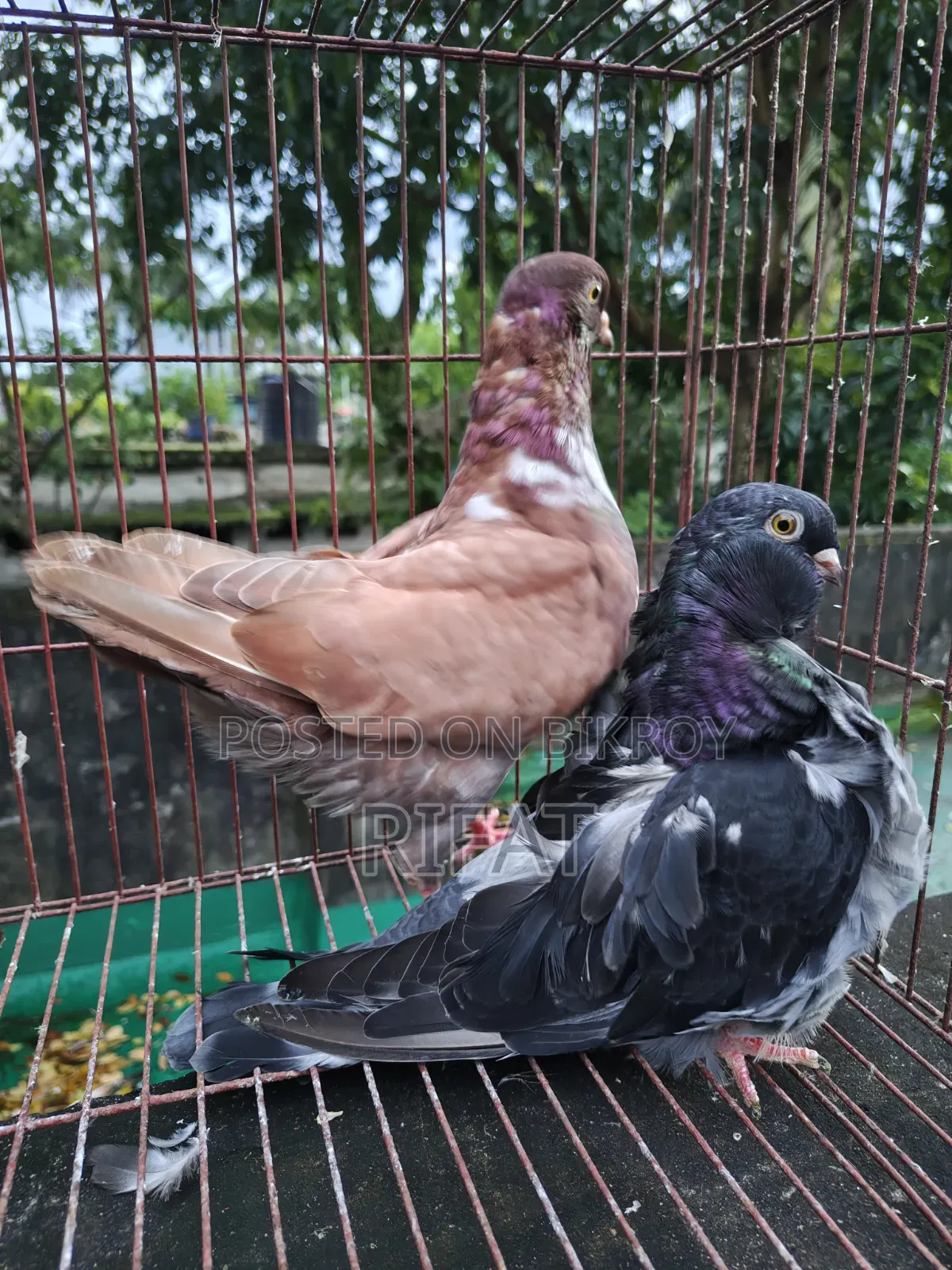 স্প্যানিশ চোরেরা ইতালিয়ান মোডেনা