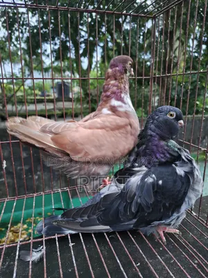 স্প্যানিশ চোরেরা ইতালিয়ান মোডেনা
