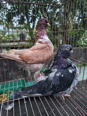 স্প্যানিশ চোরেরা ইতালিয়ান মোডেনা
