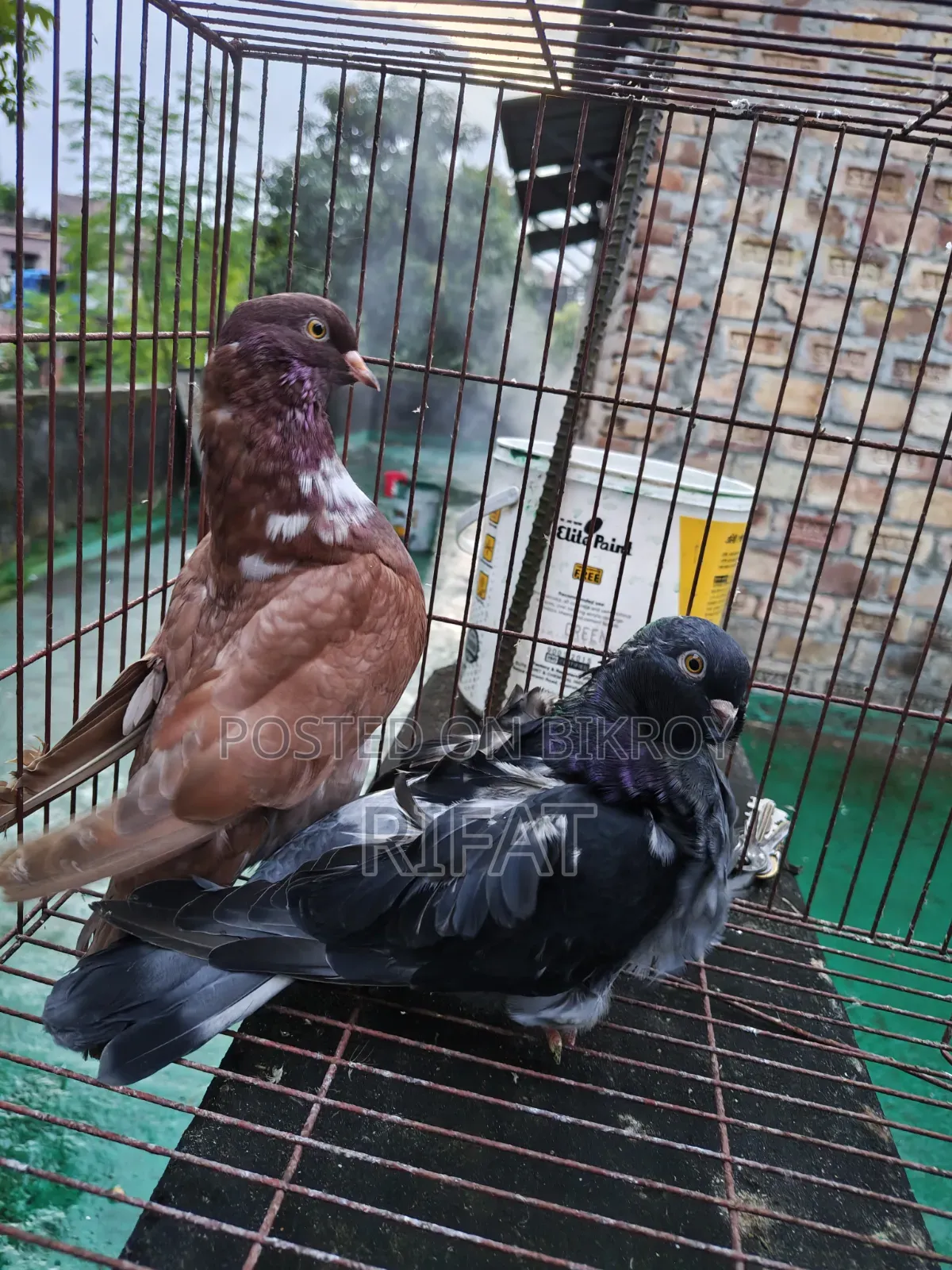 স্প্যানিশ চোরেরা ইতালিয়ান মোডেনা