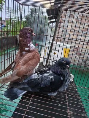 স্প্যানিশ চোরেরা ইতালিয়ান মোডেনা