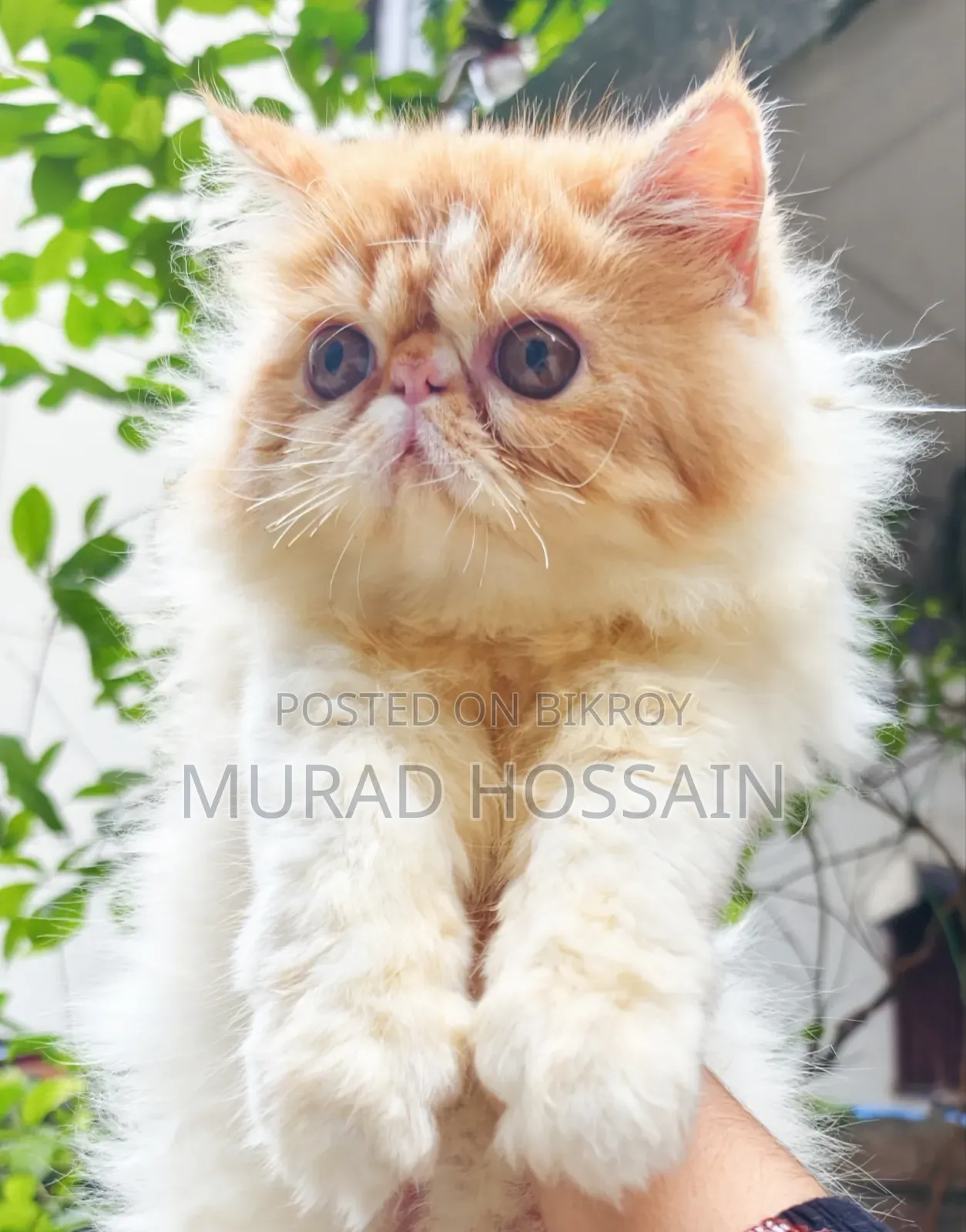 1-3 months Female Purebred Exotic