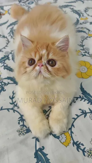 1-3 months Female Purebred Exotic