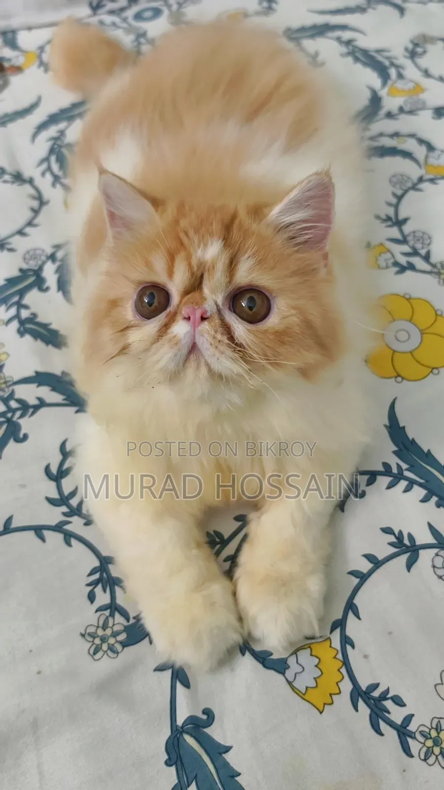 1-3 months Female Purebred Exotic