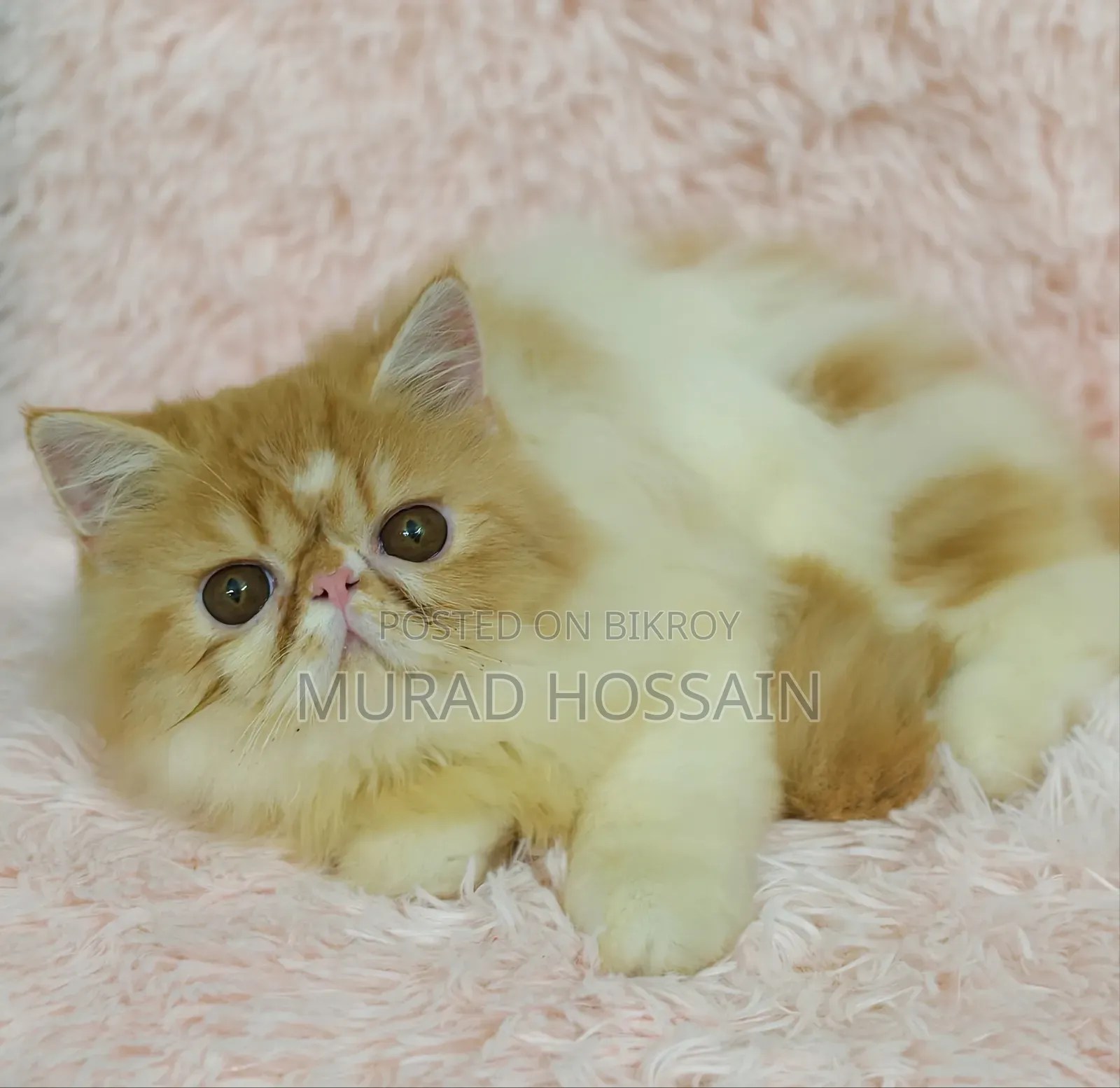 1-3 months Female Purebred Exotic